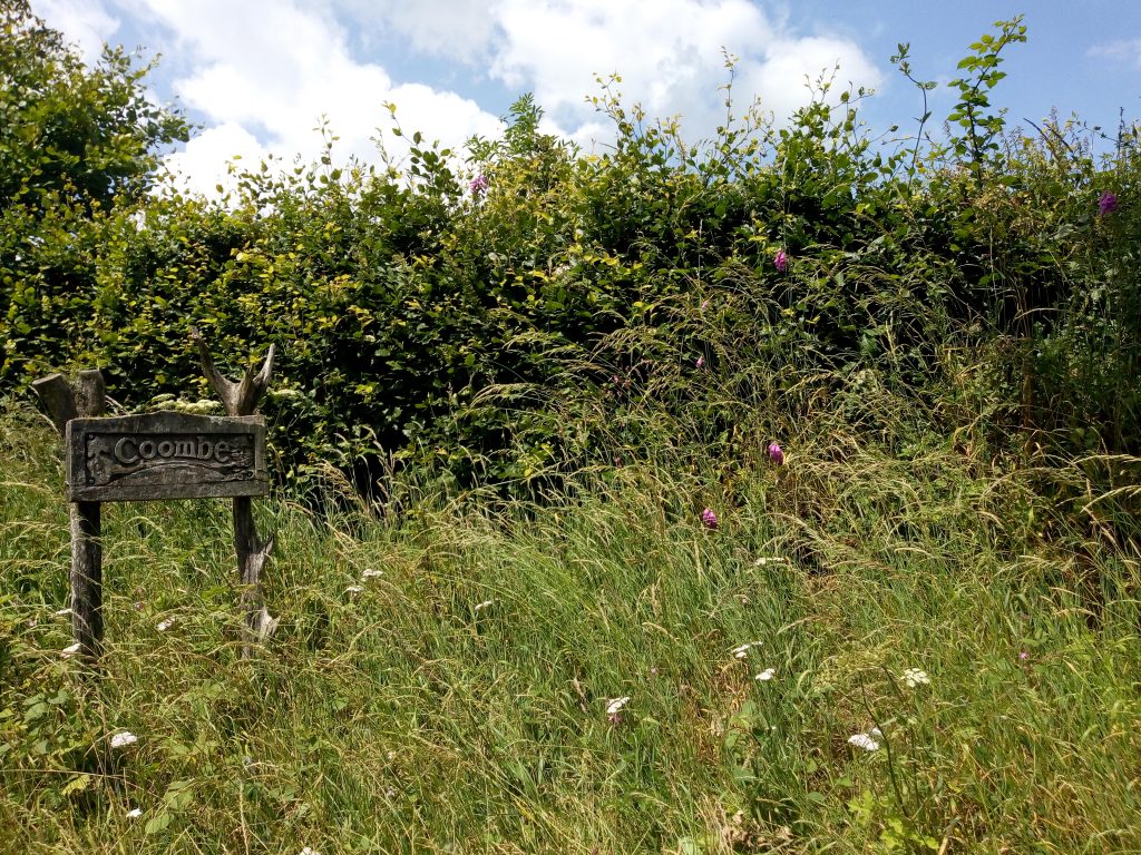 Wild flowers and grass at the entrance to Coombe Farm eco-campsite in Devon